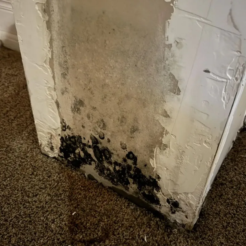Professional Mold Removal in Diamond Springs, CA